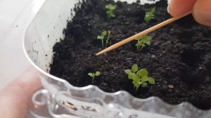 Бакопа из семян // Как вырастить бакопу из семян// Бакопа белый и голубой топаз