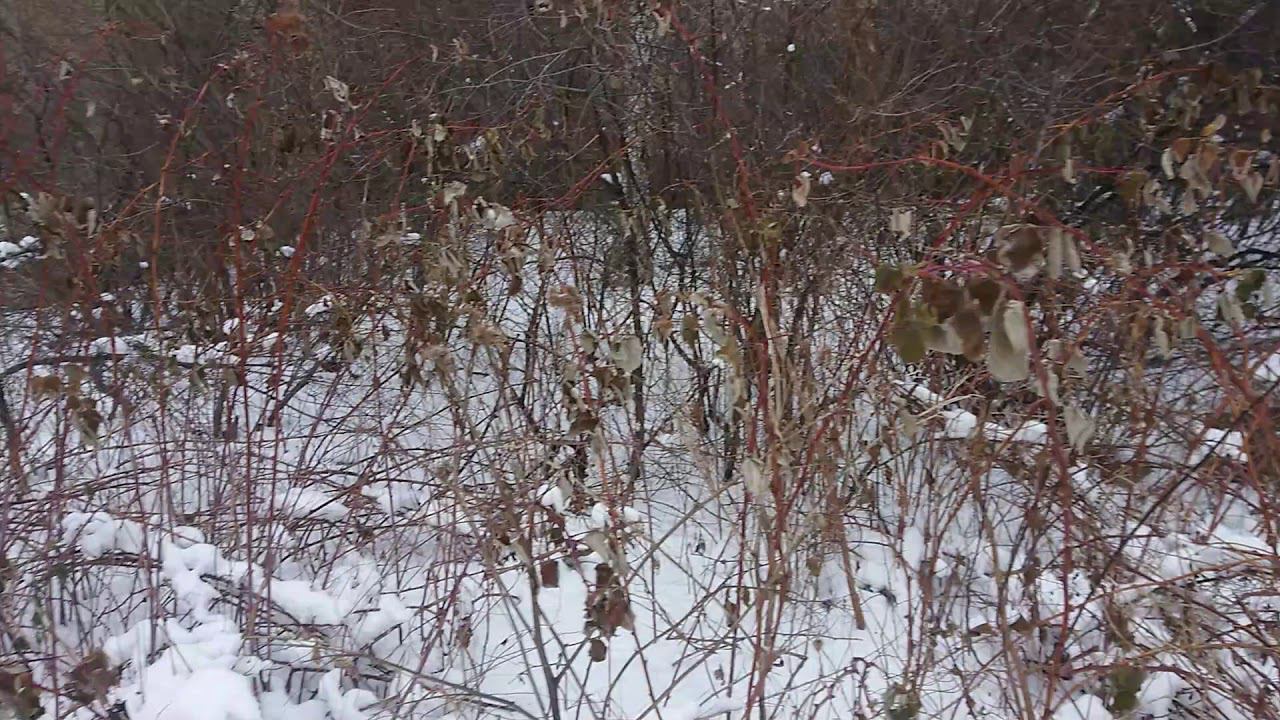 Воробьи смотреть онлайн