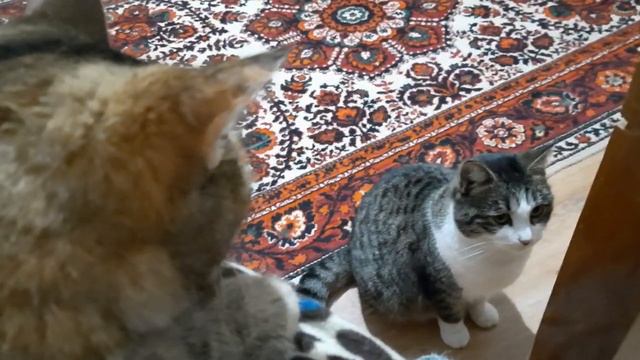 А как же Я-я-я!!!??? смотреть онлайн