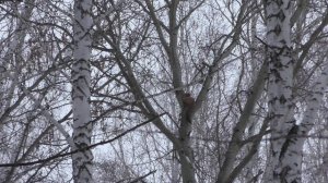 Охота с лайкой  на куницу  в Омской области