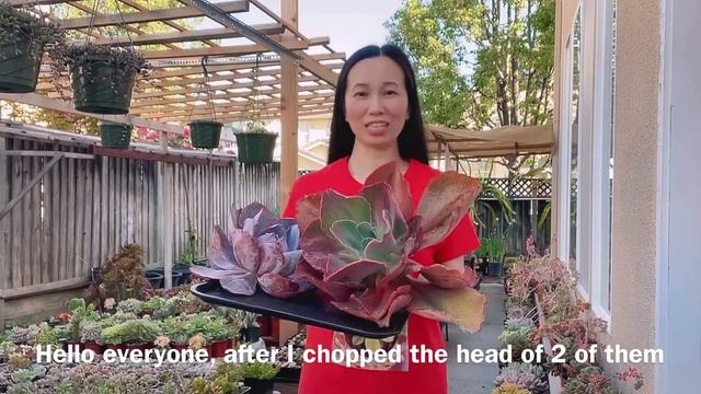 #487 HUGE ECHEVERIA PROPAGATION | NHÂN GIỐNG SEN ĐÁ | 다육식물 | 多肉植物 | Suculentas смотреть онлайн
