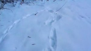 Следы куницы