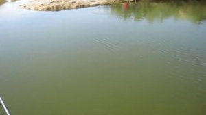 Сырдарьинская рыбалка на мутном канале. Сардоба 2017 г.