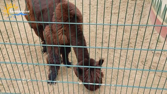 Зоопарк "Лимпопо" в Нижнем Новгороде (без комментариев) смотреть онлайн