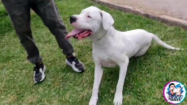 Esto Pasa Cuando PERROS MULTIRAZAS Combaten en Brutal careo ¿Terminará en pelea? 🐶😱🔥 смотреть онлайн