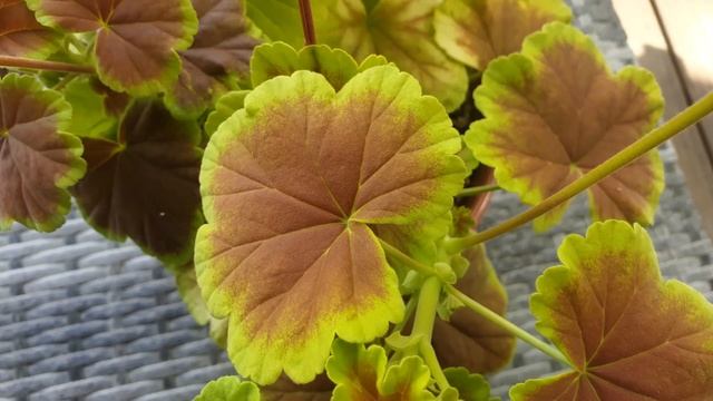 Pelargonija Lili Sadovnica Karlota смотреть онлайн