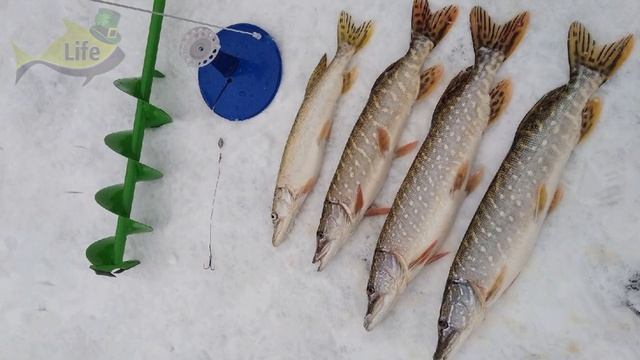 Толковое обучение ловли щуки по месяцам зимой! Секреты ловли щуки зимой! смотреть онлайн