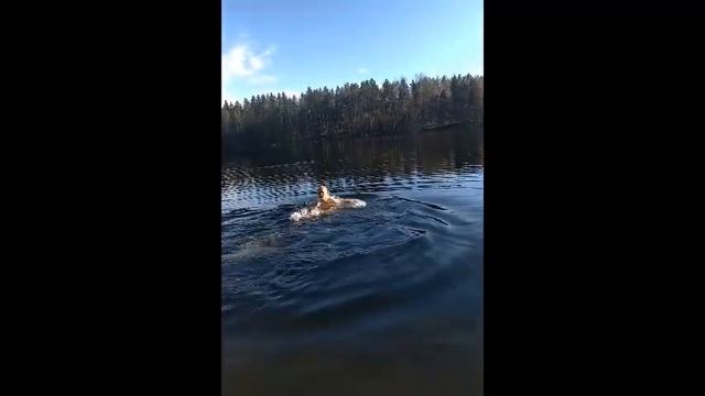 Ястребиное, лучшее место смотреть онлайн