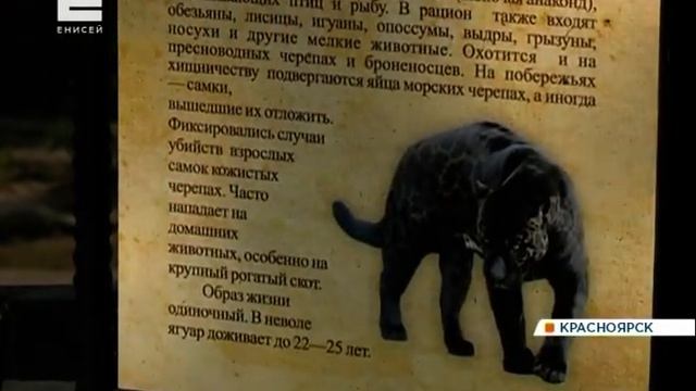 В Красноярском зоопарке ягуар сбежал из клетки смотреть онлайн