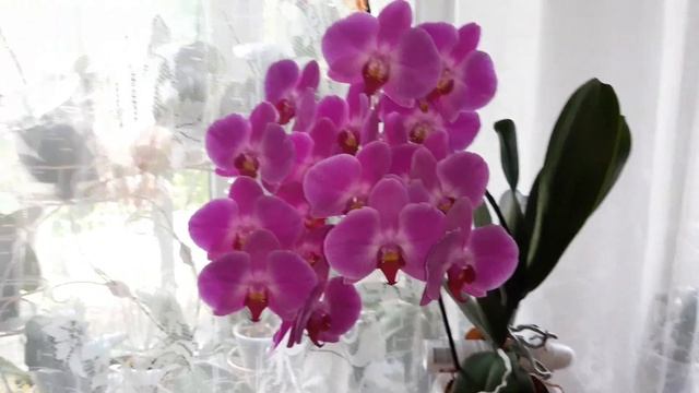 Орхидея Flash Dance - знатная цветунья. Бывший пелорик цветёт простыми цветами. смотреть онлайн