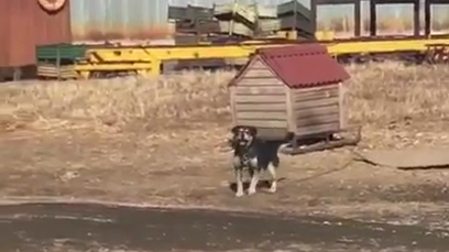Летающая собака смотреть онлайн