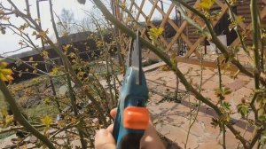 весенняя обрезка плетистых роз  Способы подвязки и формирование куста