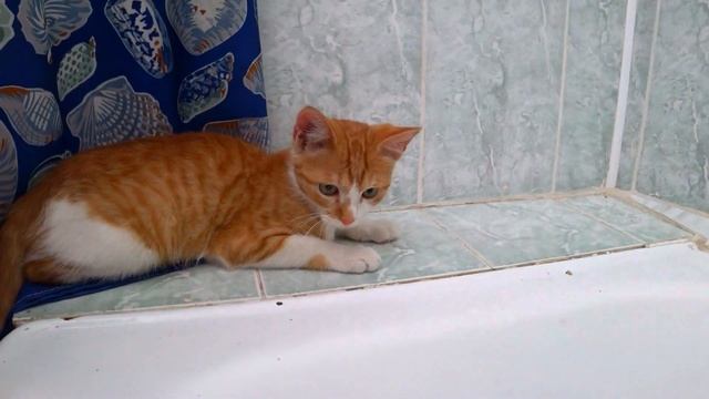 БОЛЬШАЯ РЫБАЛКА. Рыжик ловит рыбу, рака и лягушек. В Рыжика вселилось ОНО смотреть онлайн