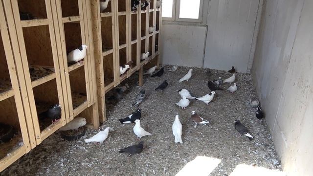 БОЙНЫЕ ГОЛУБИ СЕРЯНА В МОСКВЕ ХОРОШИЙ ЛЕТ ! смотреть онлайн