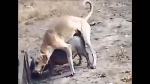 Murrah Different Animals Mating