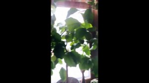 Юлия Меньшова Про Домашние Лимоны