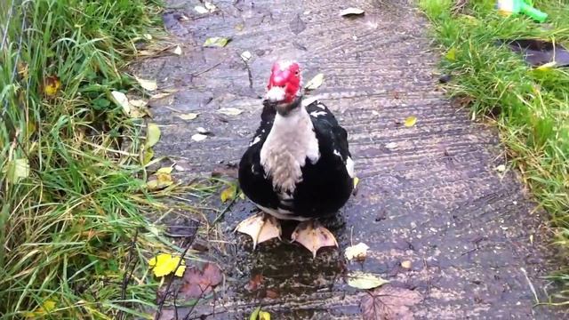 Duck goose hybrid crossbreed?!? смотреть онлайн