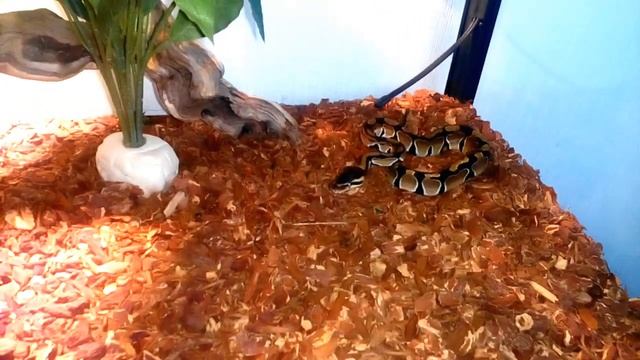 Кормление Королевского питона (Python regius) сирийским хомяком смотреть онлайн