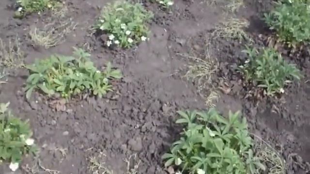 Лапчатка белая смотреть онлайн