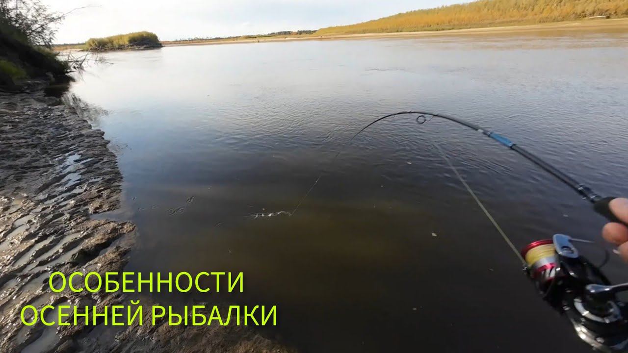 ЩУКА НА БУЛЮ / ОСОБЕННОСТИ ОСЕННЕЙ РЫБАЛКИ В СИБИРИ #рыбалка #щука #спиннинг #fishing #pike смотреть онлайн