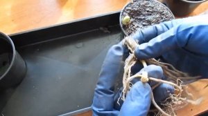 Хосты - что делать после покупки. Как сохранить до посадки