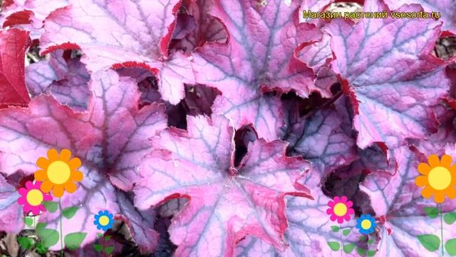 Гейхера Шуга Берри. Краткий обзор, описание характеристик, где купить рассада heuchera Sugar Berry смотреть онлайн