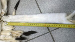 Шкурки горностая выделанные