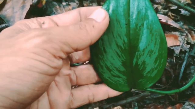 Scindapsus - Tanaman Hias Hutan Borneo