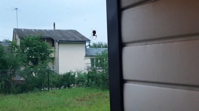 паук крестоносец перед грозой 2 смотреть онлайн