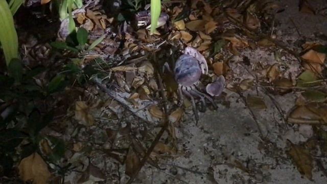 ВЛОГ: КРАБЫ ЗАХВАТИЛИ ВЕСЬ ОСТРОВ ПРАСЛИН. СЕЙШЕЛЫ