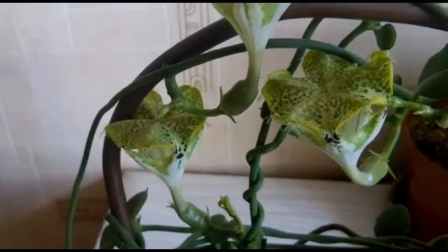 Цветение Церопегии Сандерсона в октябре