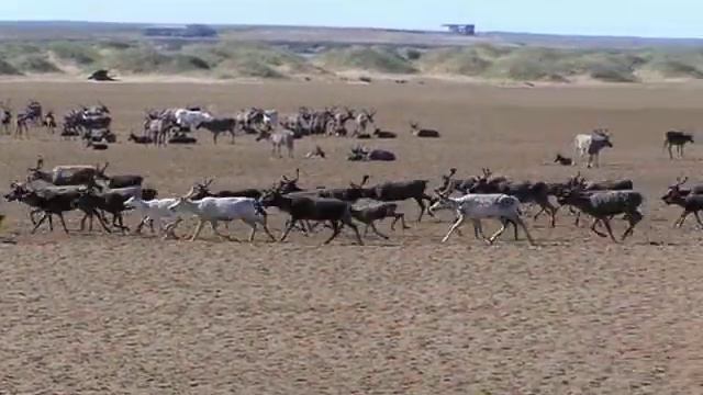 Kolguev смотреть онлайн