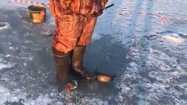 Здравствуйте, поклевка форели на пасту -чеснок. смотреть онлайн