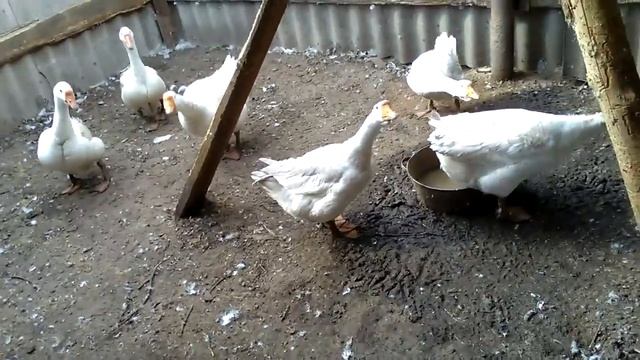 Птичий двор, обзор нашего хозяйства. смотреть онлайн