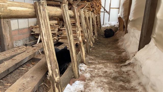 Мыр на лесенке, Маша на дереве, а Марта в снегу смотреть онлайн