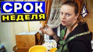 ВОЗВРАЩАЕМ ПЕТУХА. РЕШИЛИСЬ НА ЭКСПЕРИМЕНТ. Обзор смартфона HOTWAV T5 Max