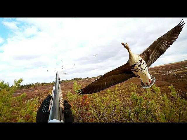 ? ЛУЧШИЕ МОМЕНТЫ С ОХОТЫ НА ГУСЯ И УТКУ .CZ mallard.mp4 смотреть онлайн