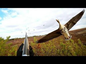 ? ЛУЧШИЕ МОМЕНТЫ С ОХОТЫ НА ГУСЯ И УТКУ .CZ mallard.mp4