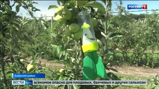 В донских плодовых садах развешаны феромонные ловушки.mp4 смотреть онлайн