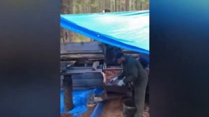 Тайга( Бурятия,Бичура)