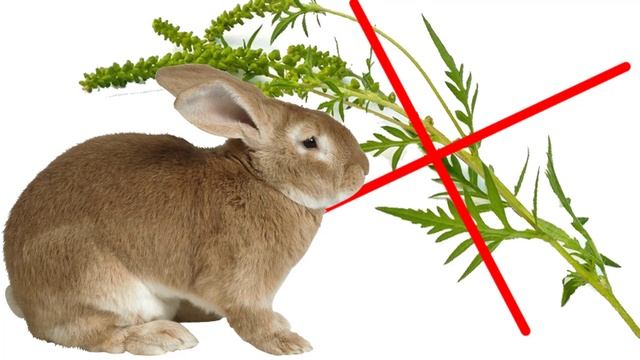 Можно ли давать кроликам амброзию смотреть онлайн