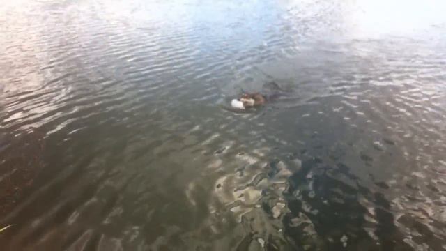 Подача смотреть онлайн