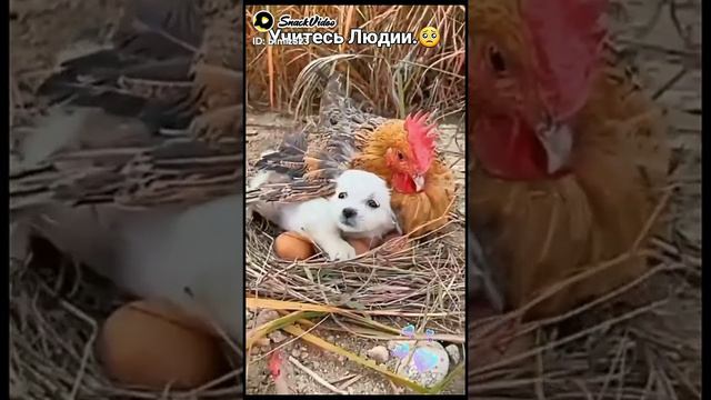 VID-20240718-WA0000.mp4 смотреть онлайн