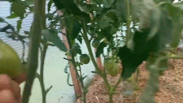 Черные носики на томатах. Срочно и быстро присекаем. смотреть онлайн