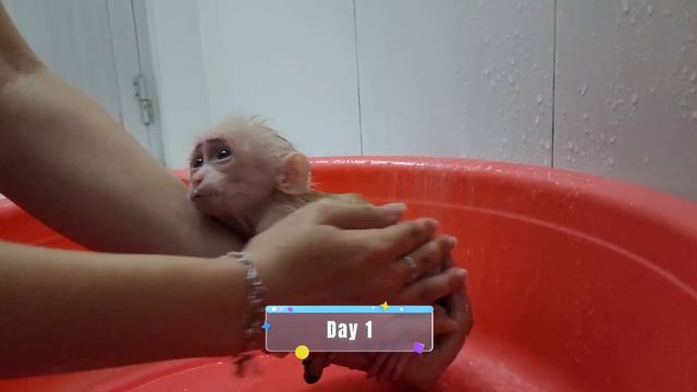 Baby Monkey SUGAR Adoption Process Growing Healthy and Happy смотреть онлайн