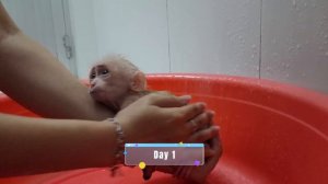 Baby Monkey SUGAR Adoption Process Growing Healthy and Happy