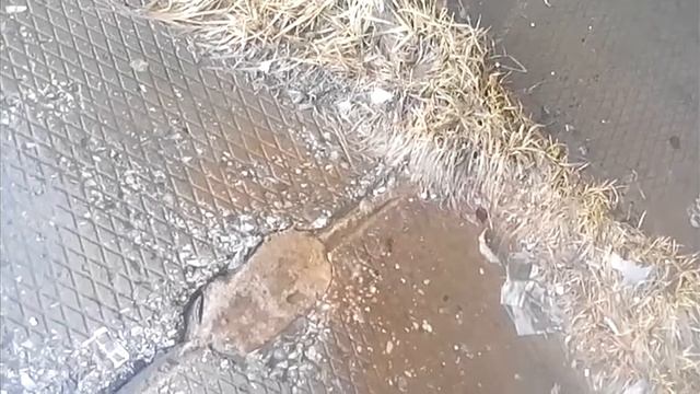 Дорожная плита в каплях воды! Трава! Солнце! смотреть онлайн