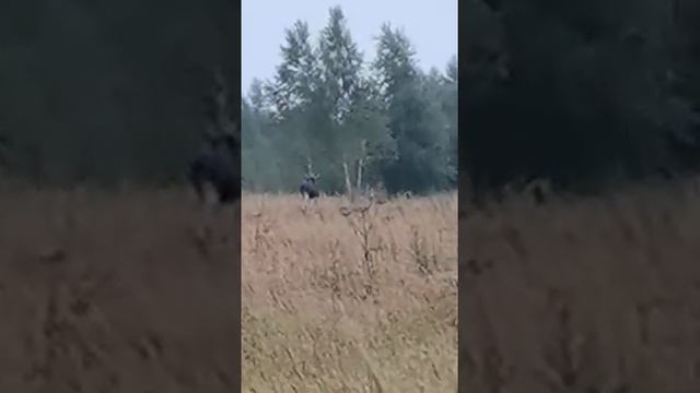 ОСЕНЬ | ЛОСЬ НА РЕВУ | 2020 смотреть онлайн