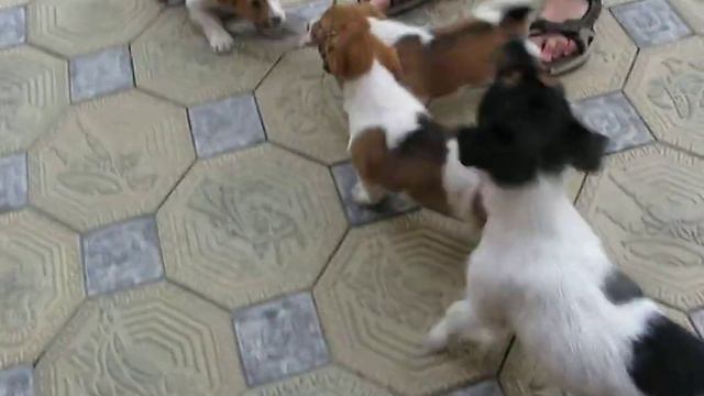 "SATELLITE HUNTER" FCI-КСУ помёт А смотреть онлайн