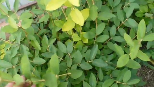 УРОЖАЙ жимолости сорт Сильгинка 09.06.21. honeysuckle overview. смотреть онлайн